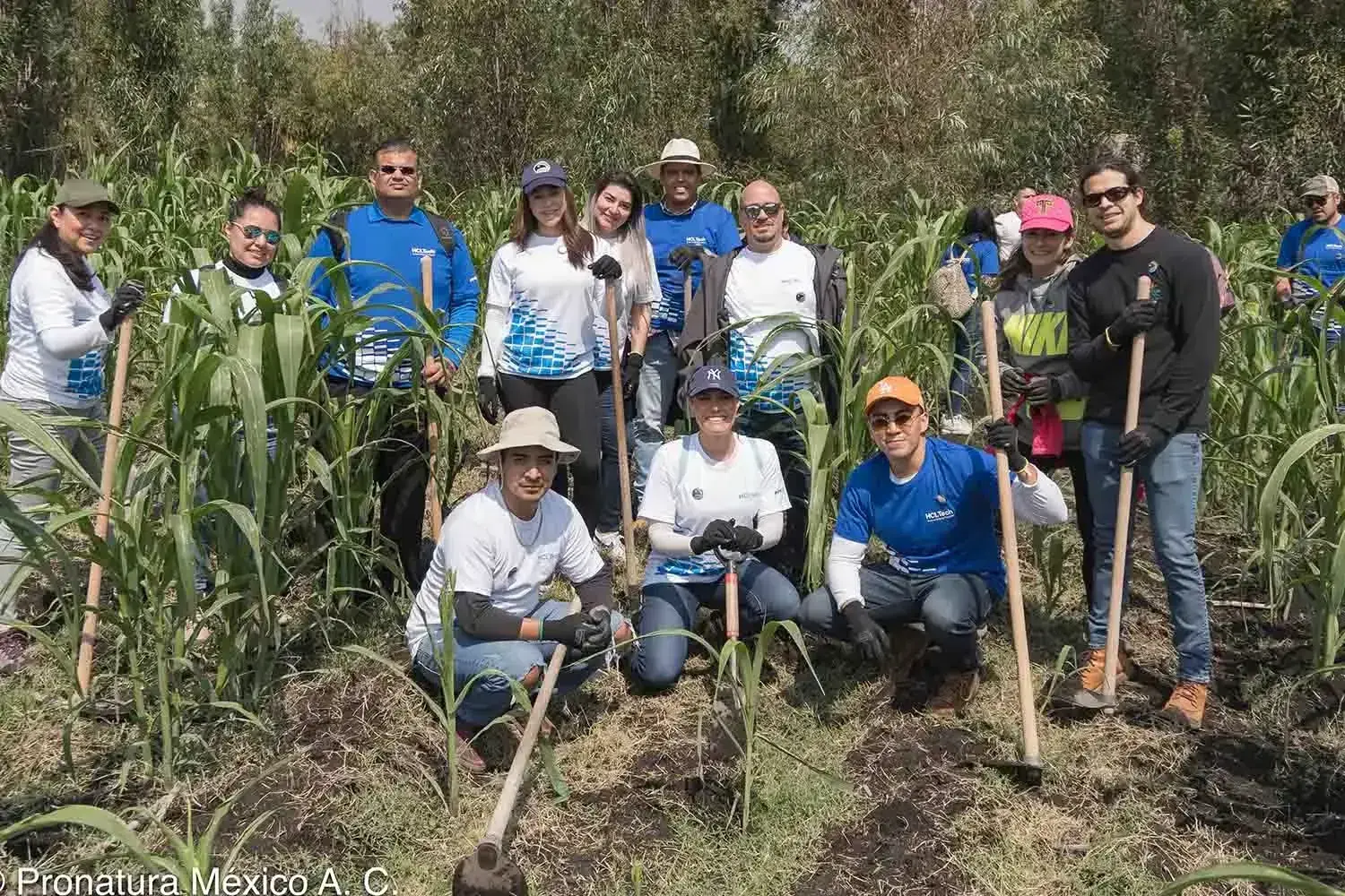 Voluntarios de HCLTech Mexico protegen cosecha de maíz en Xochimilco durante proyecto de RSC Reconecta